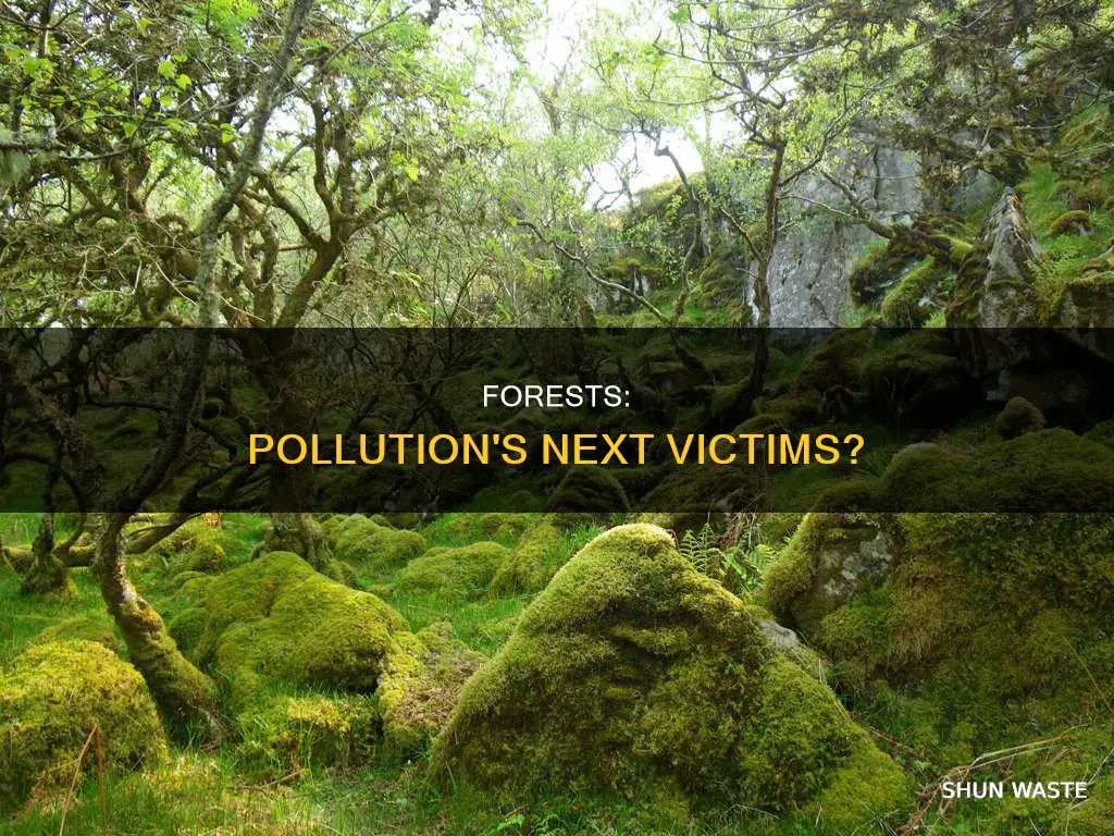 are forests being polluted