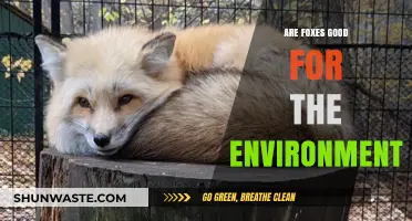 Foxes' Environmental Impact: Beneficial Predators or Ecological Disruptors?