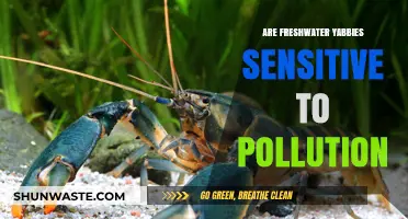 Yabbies: Pollution Sensitivity in Freshwater Ecosystems