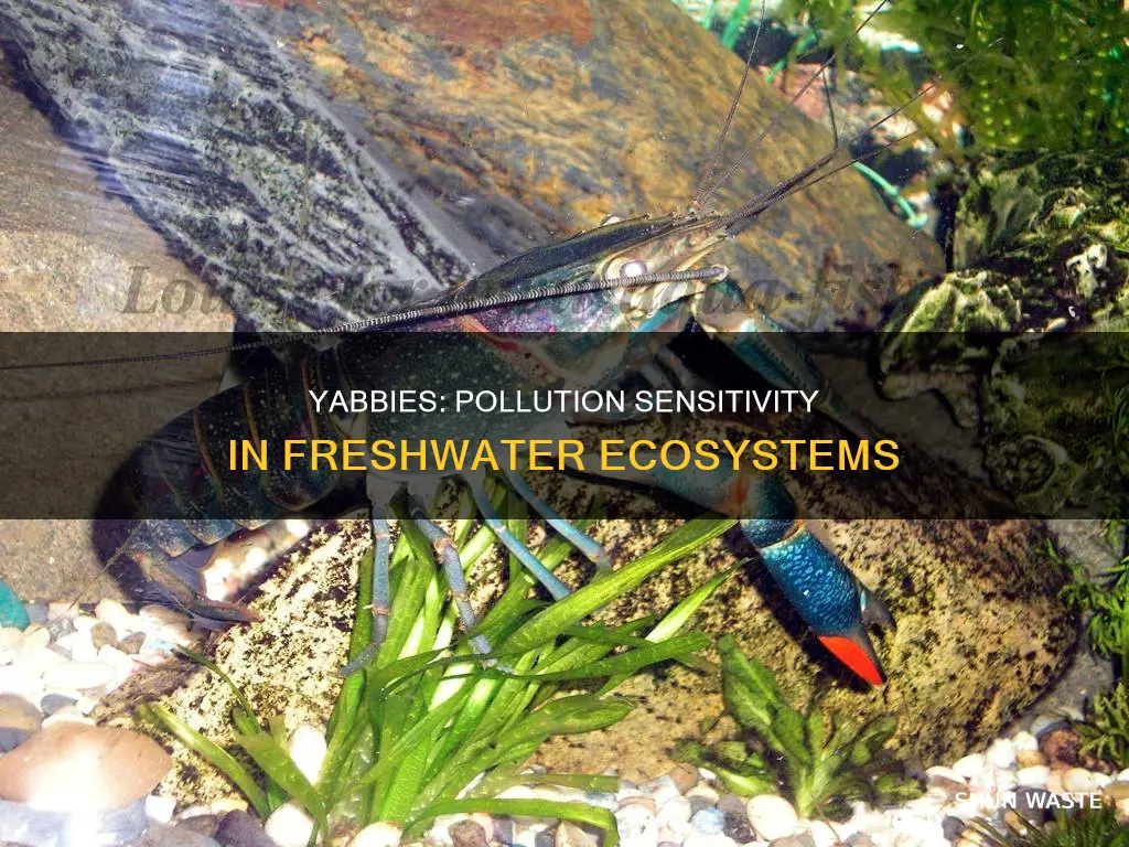 are freshwater yabbies sensitive to pollution