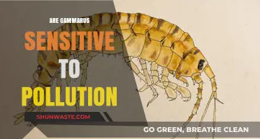 Gammarus' Resilience Against Pollution: A Comprehensive Study