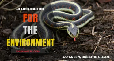 Garter Snakes: Eco-Friendly Allies or Just Harmless Neighbors?