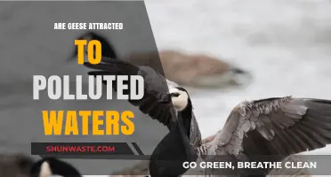 Geese and Polluted Waters: What's the Attraction?