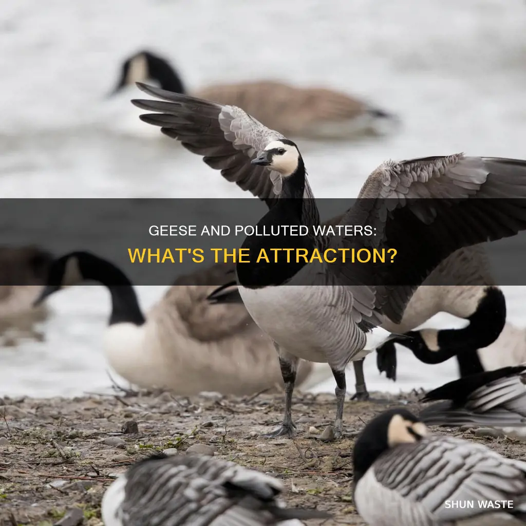 are geese attracted to polluted waters