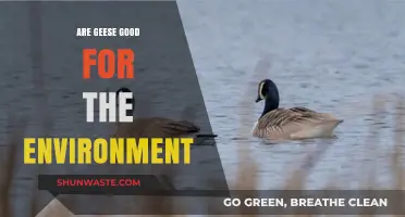 Geese's Environmental Impact: Beneficial or Detrimental to Ecosystems?