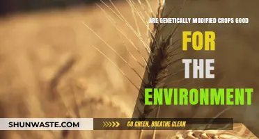 Genetically Modified Crops: Environmental Savior or Ecological Threat?