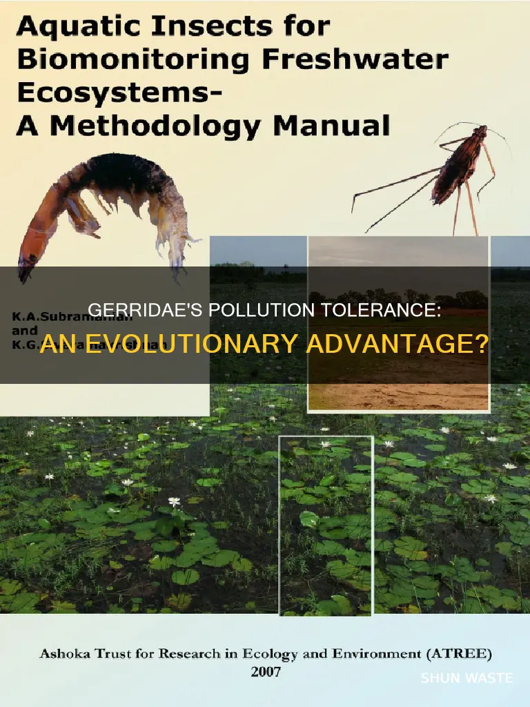 are gerridae tolerant to pollution