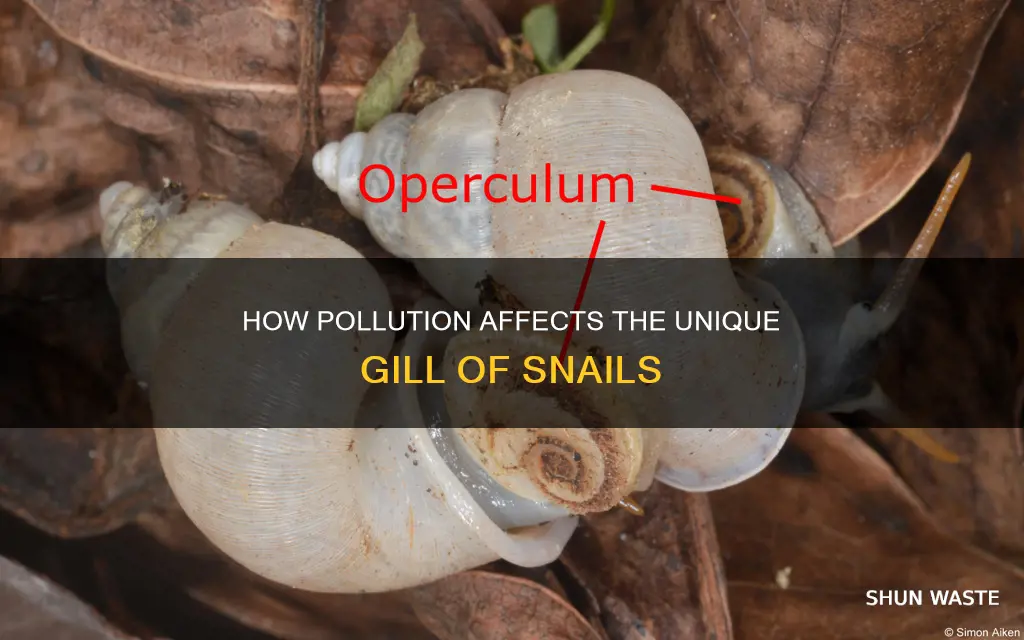 are gilled snails impacted by pollution