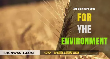 GM Crops: Environmental Savior or Ecological Threat?