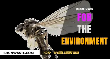 Gnats' Environmental Role: Beneficial Bugs or Just a Nuisance?