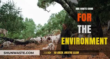 Goats' Eco-Friendly Impact: Sustainable Grazing for a Greener Planet
