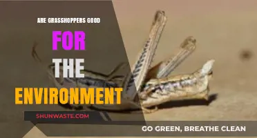 Grasshoppers' Environmental Impact: Beneficial or Detrimental to Ecosystems?