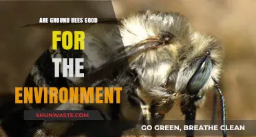 Ground Bees: Environmental Allies or Just Buzzing Bystanders?