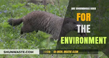 Groundhogs' Environmental Impact: Beneficial or Detrimental to Ecosystems?