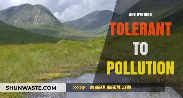 Gyrinus: Pollution-Tolerant Insects or Sensitive Species?