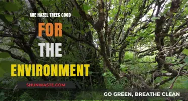 Hazel Trees: Environmental Benefits and Their Role in Ecosystems