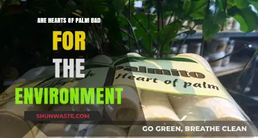Are Hearts of Palm Eco-Friendly? Environmental Impact Explained