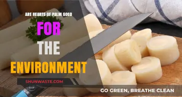 Hearts of Palm: Eco-Friendly Superfood or Environmental Concern?