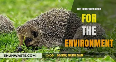 Hedgehogs' Environmental Impact: Garden Guardians or Ecosystem Disruptors?
