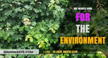 Hedges: Eco-Friendly Benefits and Environmental Impact Explained
