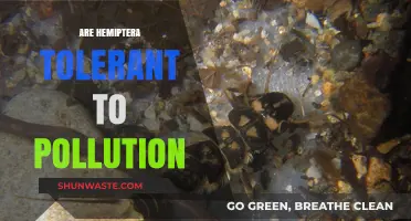 Hemiptera's Resilience: Tolerating Pollution