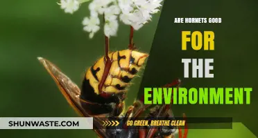 Hornets' Environmental Role: Beneficial or Harmful to Ecosystems?
