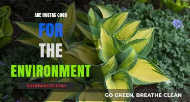 Hostas: Eco-Friendly Garden Plants or Environmental Concern?