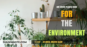 House Plants: Eco-Friendly Allies or Just Indoor Decor?