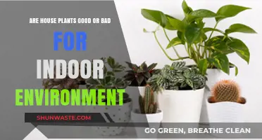 House Plants: Indoor Environment Allies or Hidden Health Hazards?