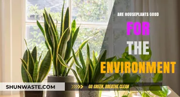 Houseplants: Eco-Friendly Allies or Just Indoor Decor?