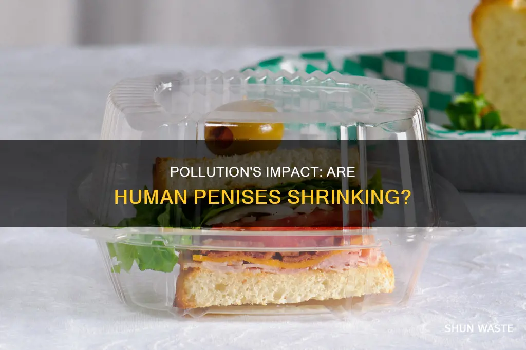 are human penises shrinking because of pollution