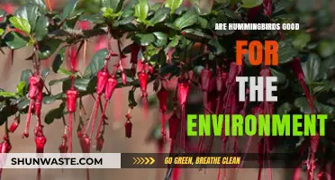 Hummingbirds' Ecological Impact: Pollinators, Biodiversity, and Environmental Benefits Explained
