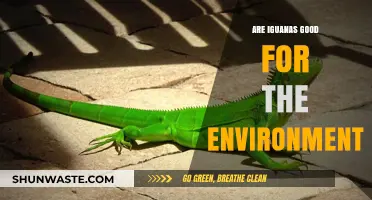 Iguanas' Environmental Impact: Benefits, Challenges, and Conservation Insights