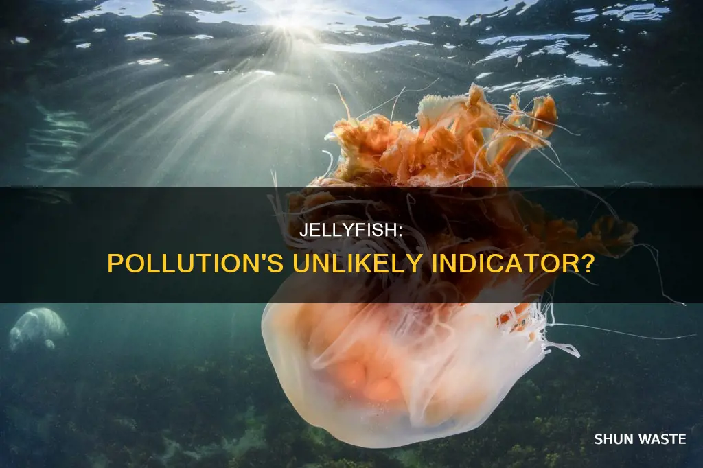are jellyfish a sign of pollution
