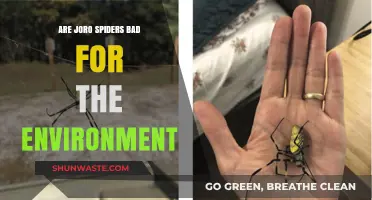 Joro Spiders: Environmental Threat or Harmless Invaders?