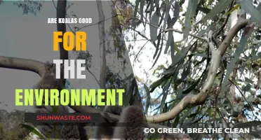 Koalas' Environmental Impact: Beneficial or Neutral for Ecosystems?