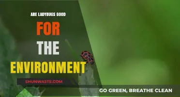 Ladybugs: Eco-Friendly Heroes or Just Another Bug in the System?