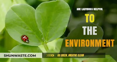 Ladybugs: Environmental Allies or Just Cute Garden Visitors?