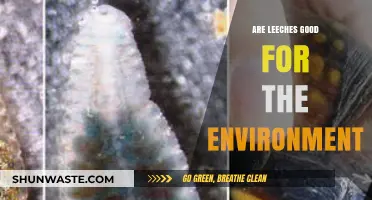 Leeches' Ecological Role: Uncovering Their Environmental Benefits and Impact
