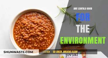 Lentils: Eco-Friendly Superfood for a Sustainable Future