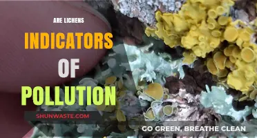Lichen as Pollution Indicators: Nature's Warning System