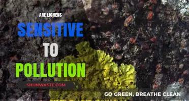 Lichen: Pollution's Canary in the Coal Mine