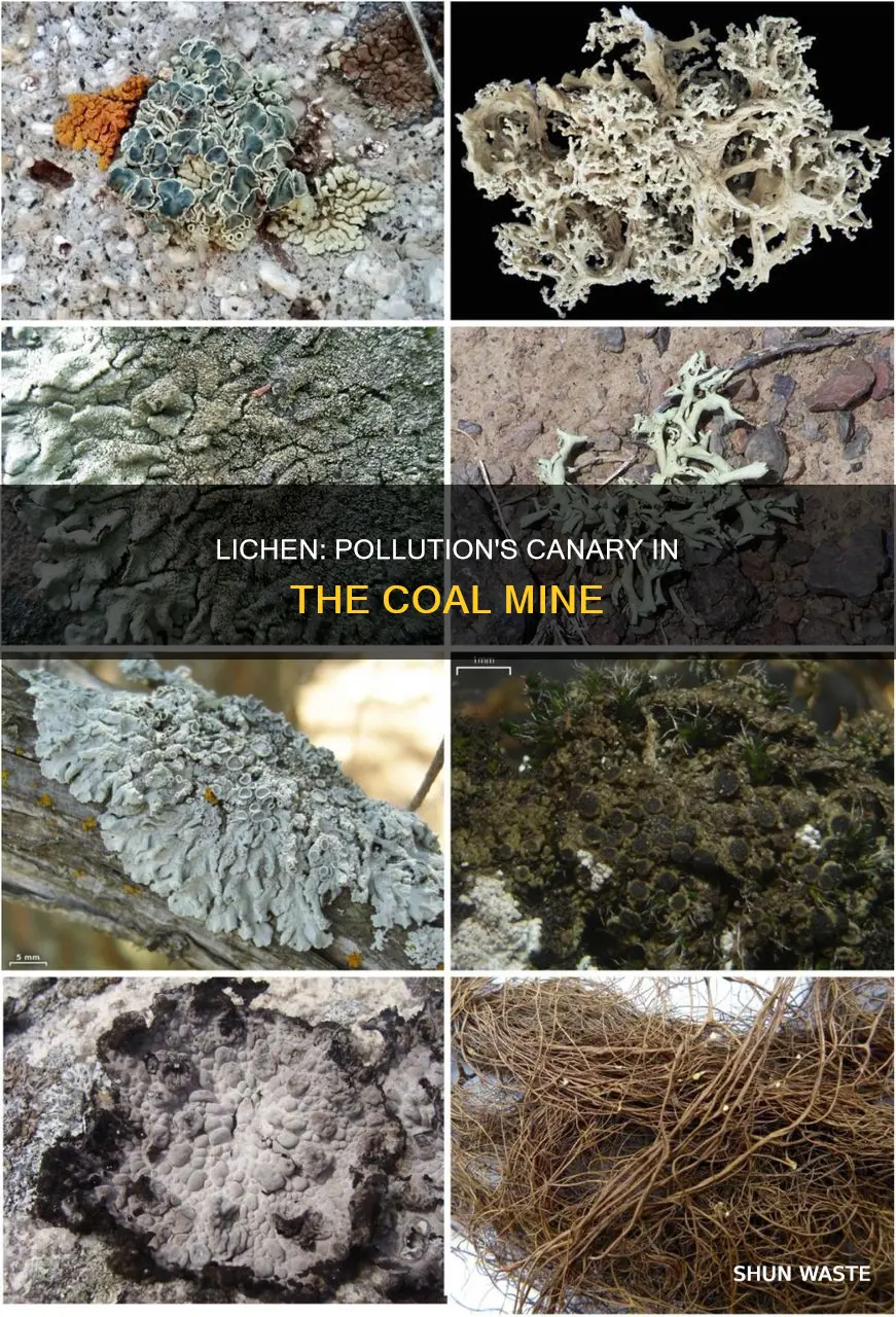 are lichens sensitive to pollution