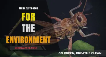 Locusts' Environmental Impact: Are They Beneficial or Harmful?