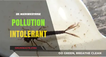 The Pollution-Intolerant Nature of Macroinvertebrates