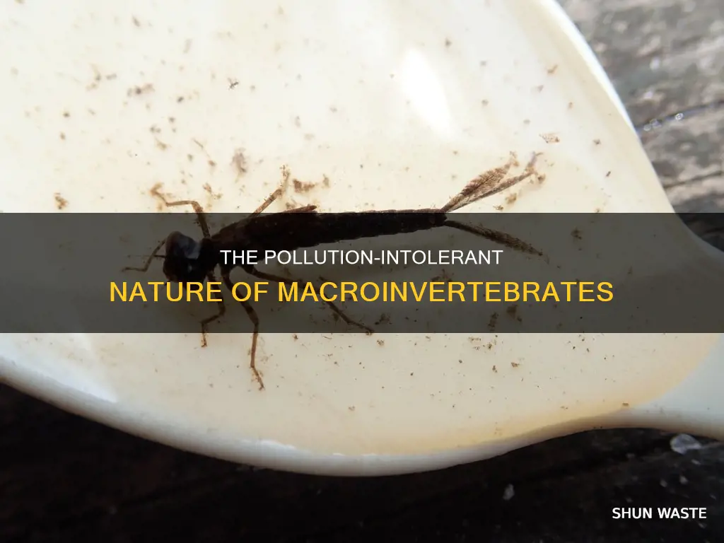 are macroinvertrvrae pollution intolerant