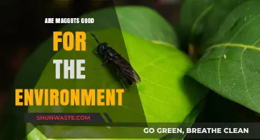 Maggots' Eco-Friendly Role: Uncovering Their Environmental Benefits and Impact