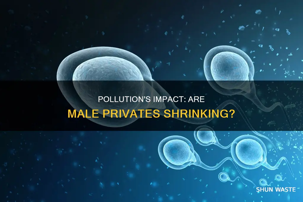 are male private parts shrinking due to pollution