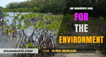Mangroves: Environmental Heroes Protecting Coastlines and Biodiversity Effectively
