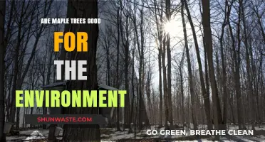 Maple Trees: Environmental Benefits and Their Role in Ecosystems
